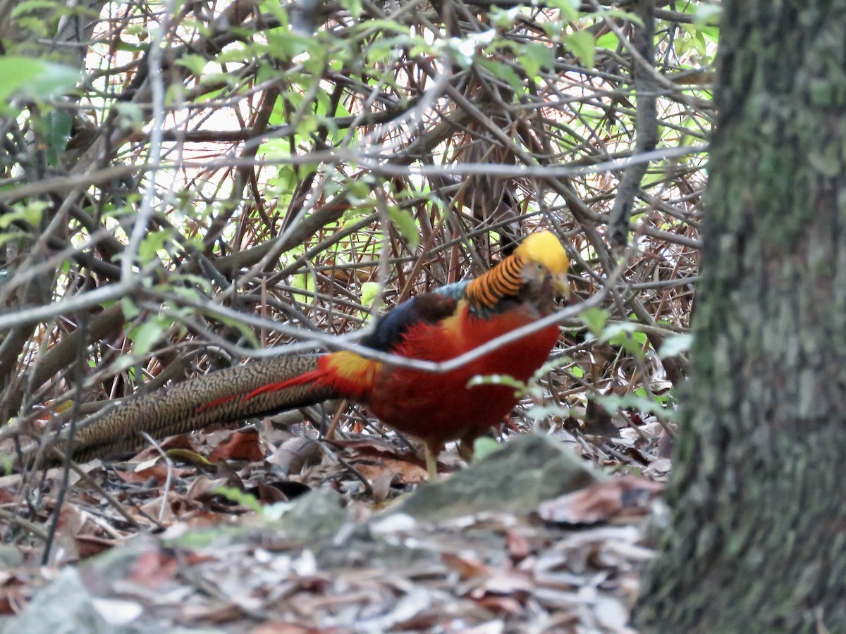 Golden Pheasant - ML622211053