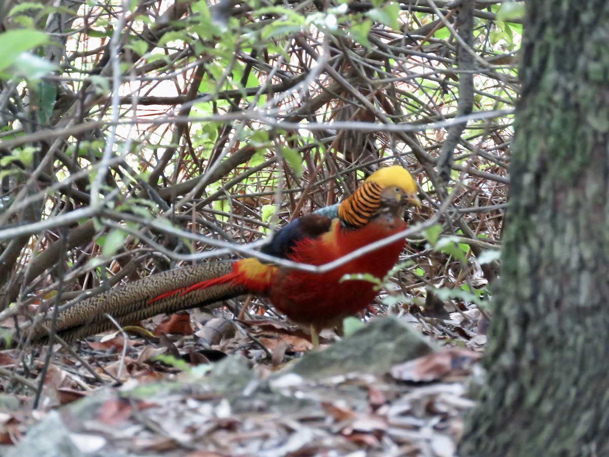 Golden Pheasant - ML622211056