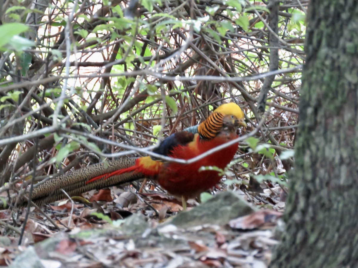 Golden Pheasant - ML622211060