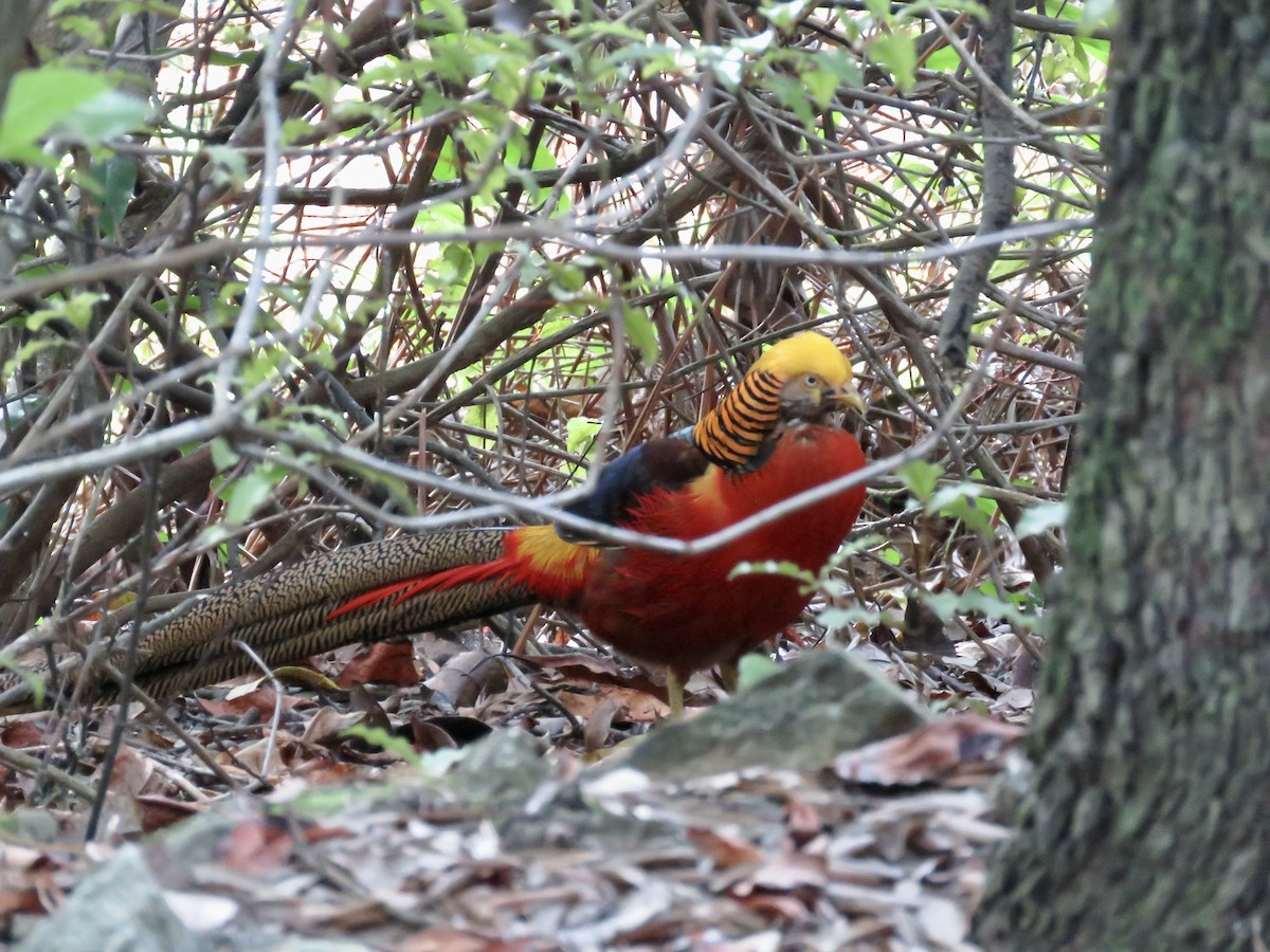 Golden Pheasant - ML622211065