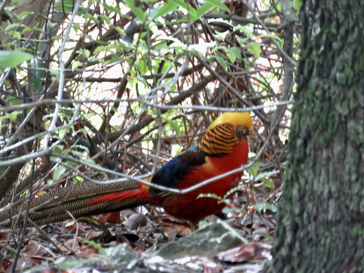 Golden Pheasant - ML622211069