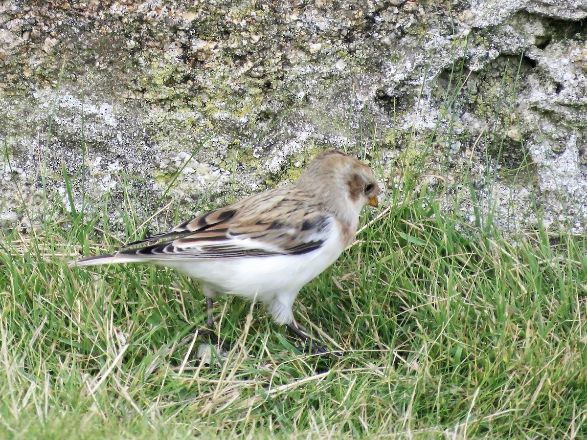 Snow Bunting - Simon Pearce