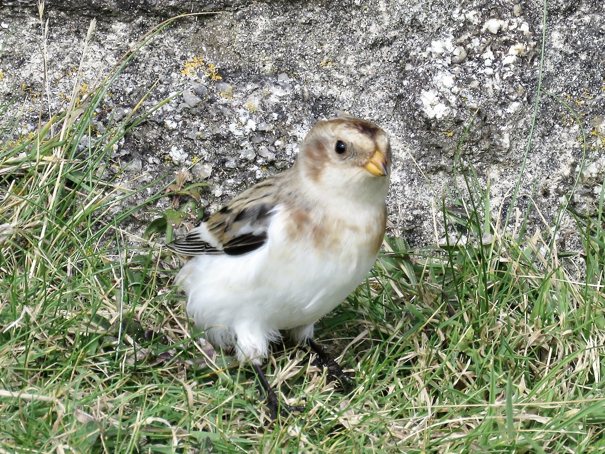 Snow Bunting - ML622211093