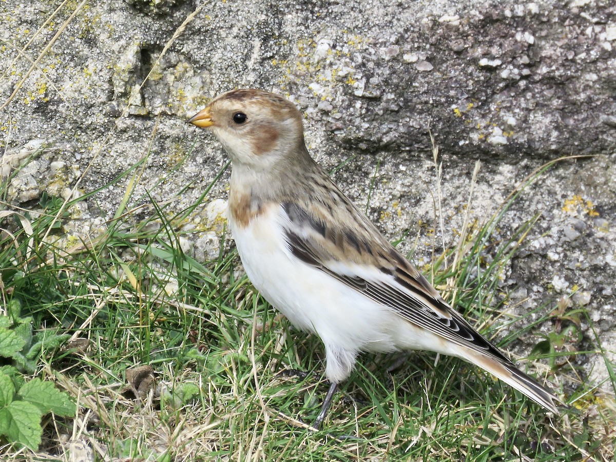 Snow Bunting - ML622211095