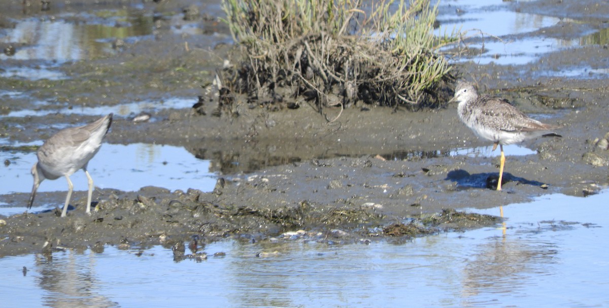 Lesser/Greater Yellowlegs - Becky Kitto