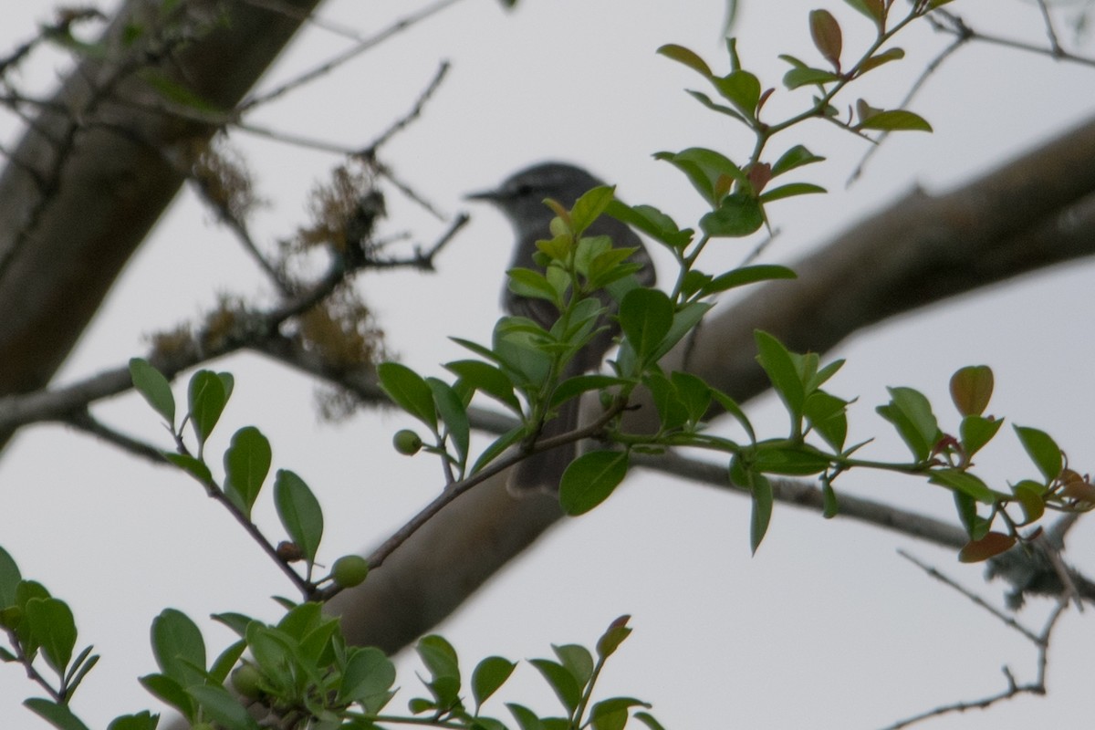 Plain Tyrannulet - ML622211279