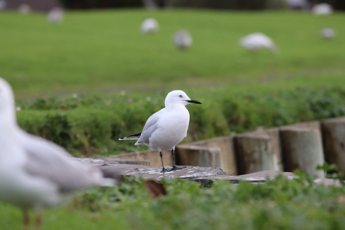 Mouette de Buller - ML622211282