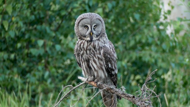 Great Gray Owl - ML622211311