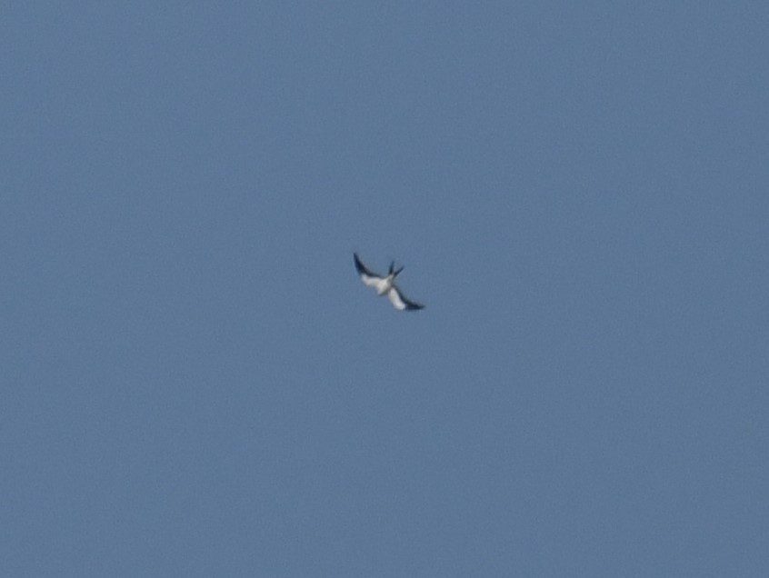 Swallow-tailed Kite - ML622211331