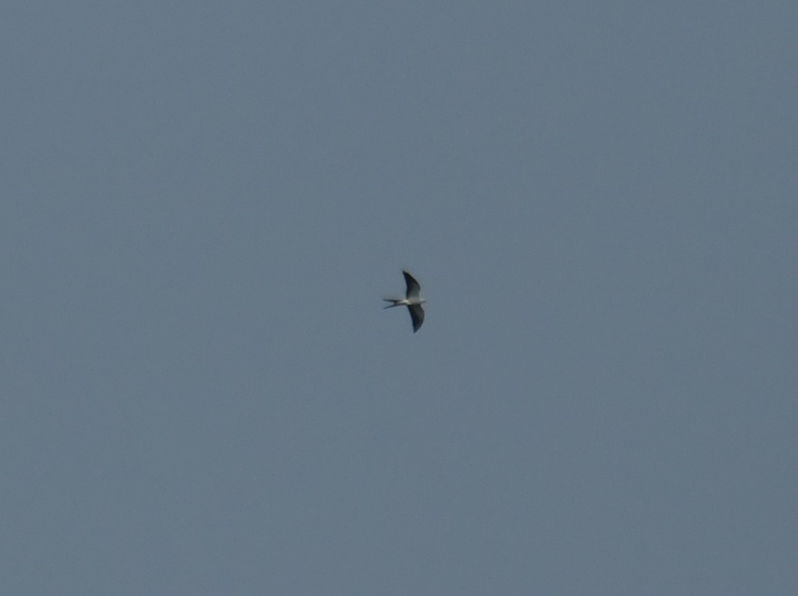 Swallow-tailed Kite - ML622211332