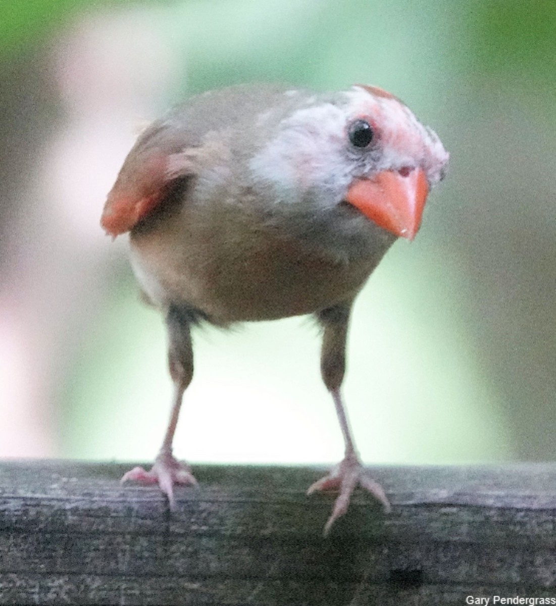 Northern Cardinal - ML622211368