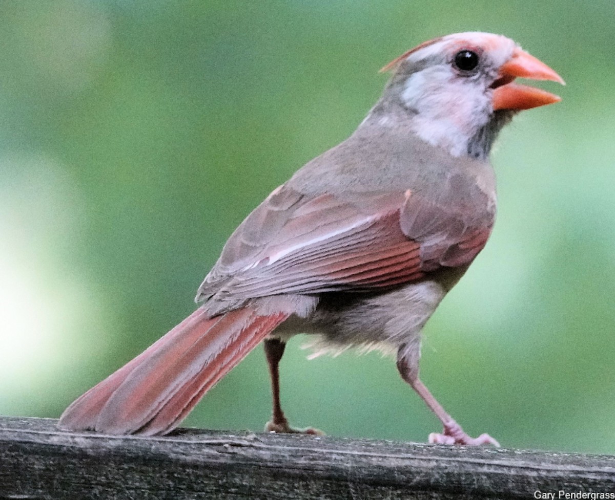 Northern Cardinal - ML622211369
