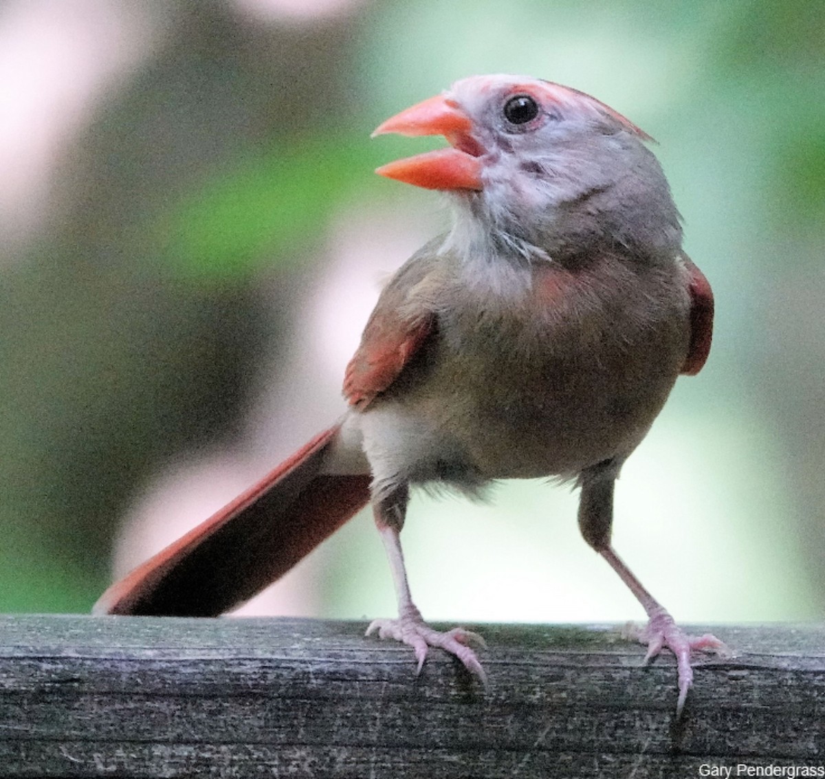 Northern Cardinal - ML622211370