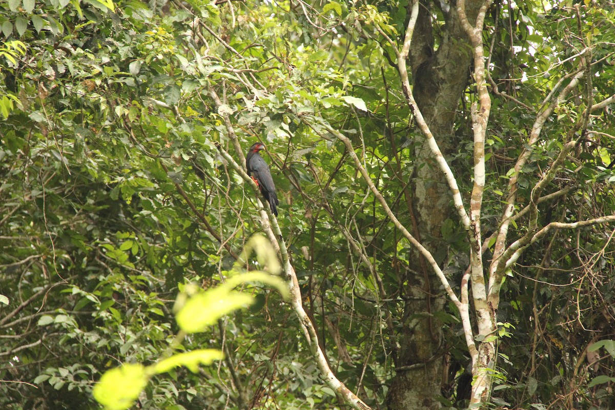 Red-throated Caracara - ML622211458