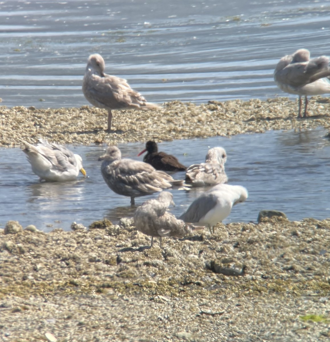 Black Oystercatcher - ML622211496