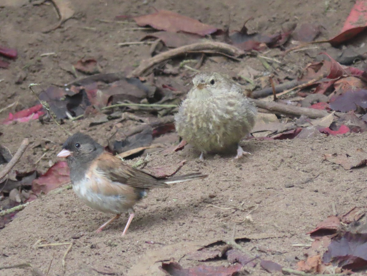 Junco ardoisé (groupe oreganus) - ML622211508