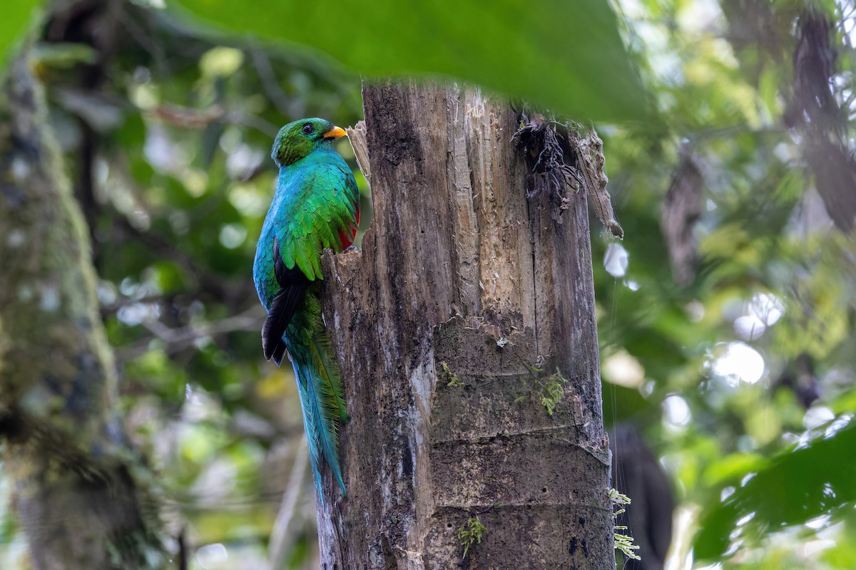 White-tipped Quetzal - ML622211541