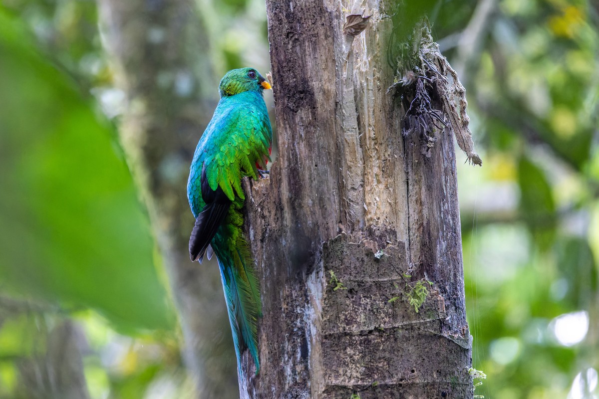 White-tipped Quetzal - ML622211547