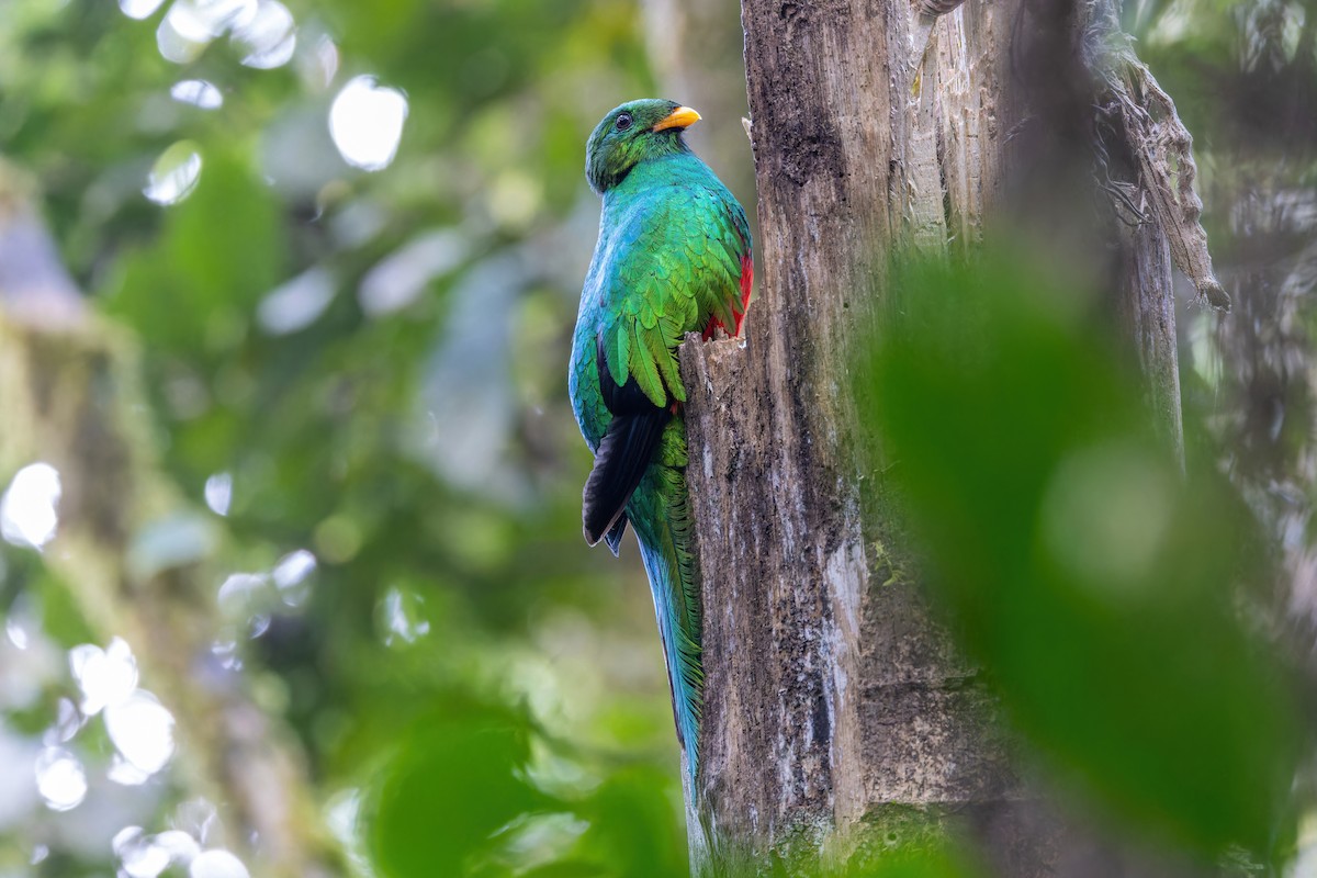 White-tipped Quetzal - ML622211566