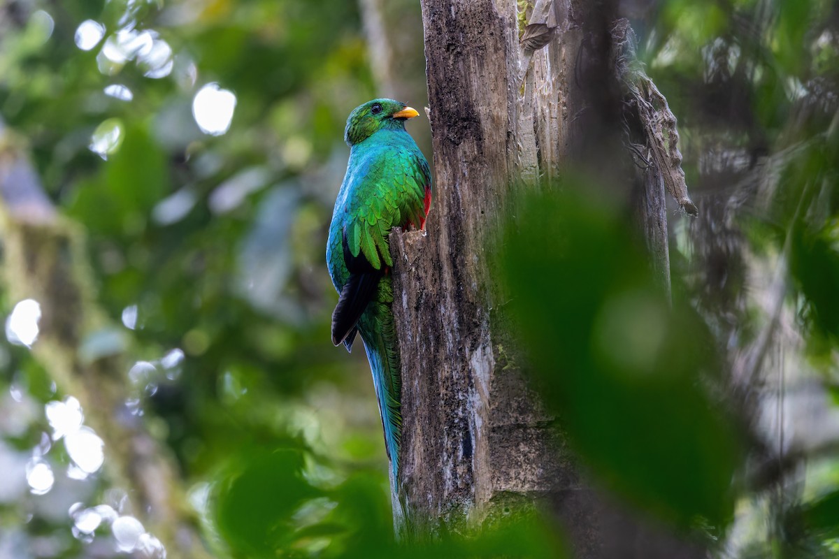 White-tipped Quetzal - ML622211578