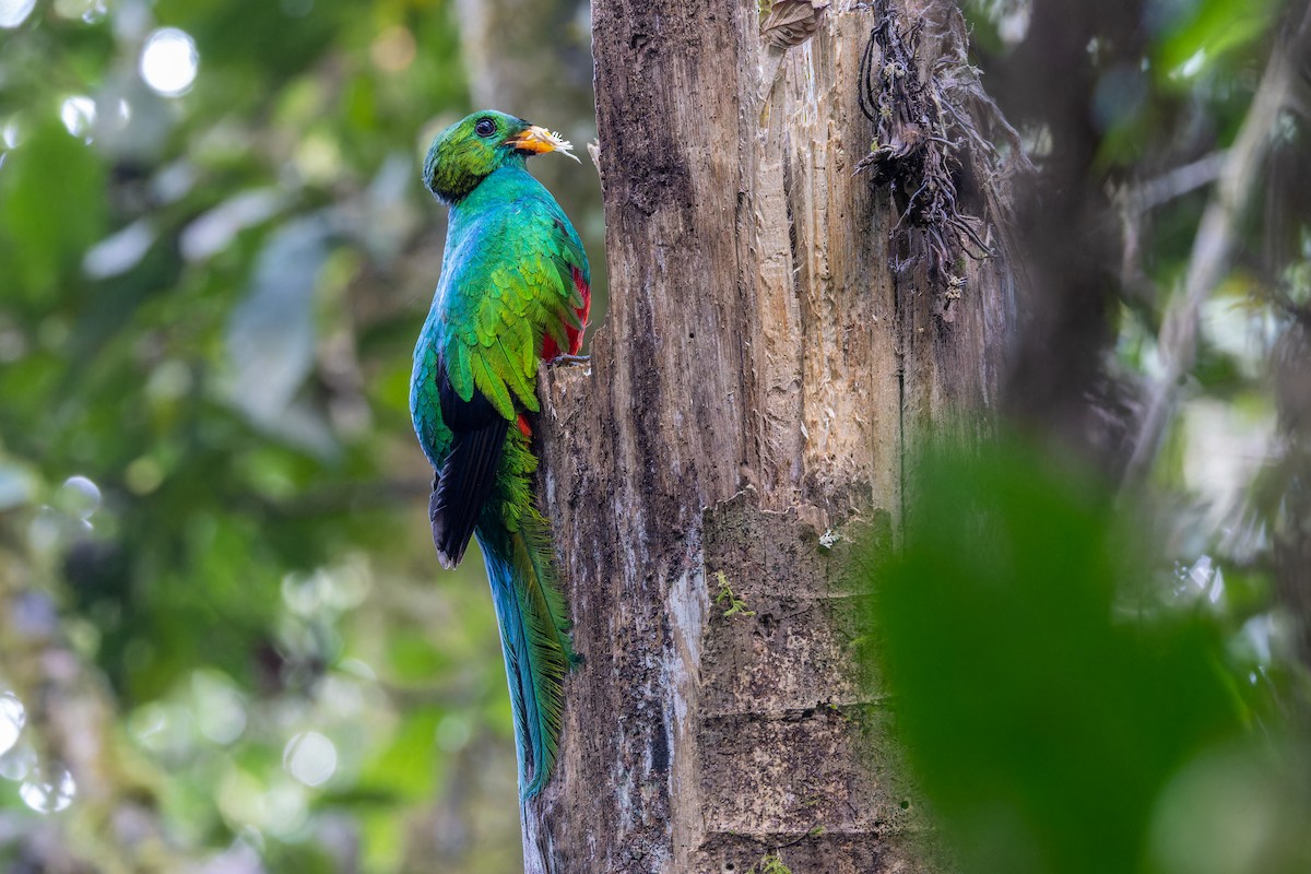 White-tipped Quetzal - ML622211581