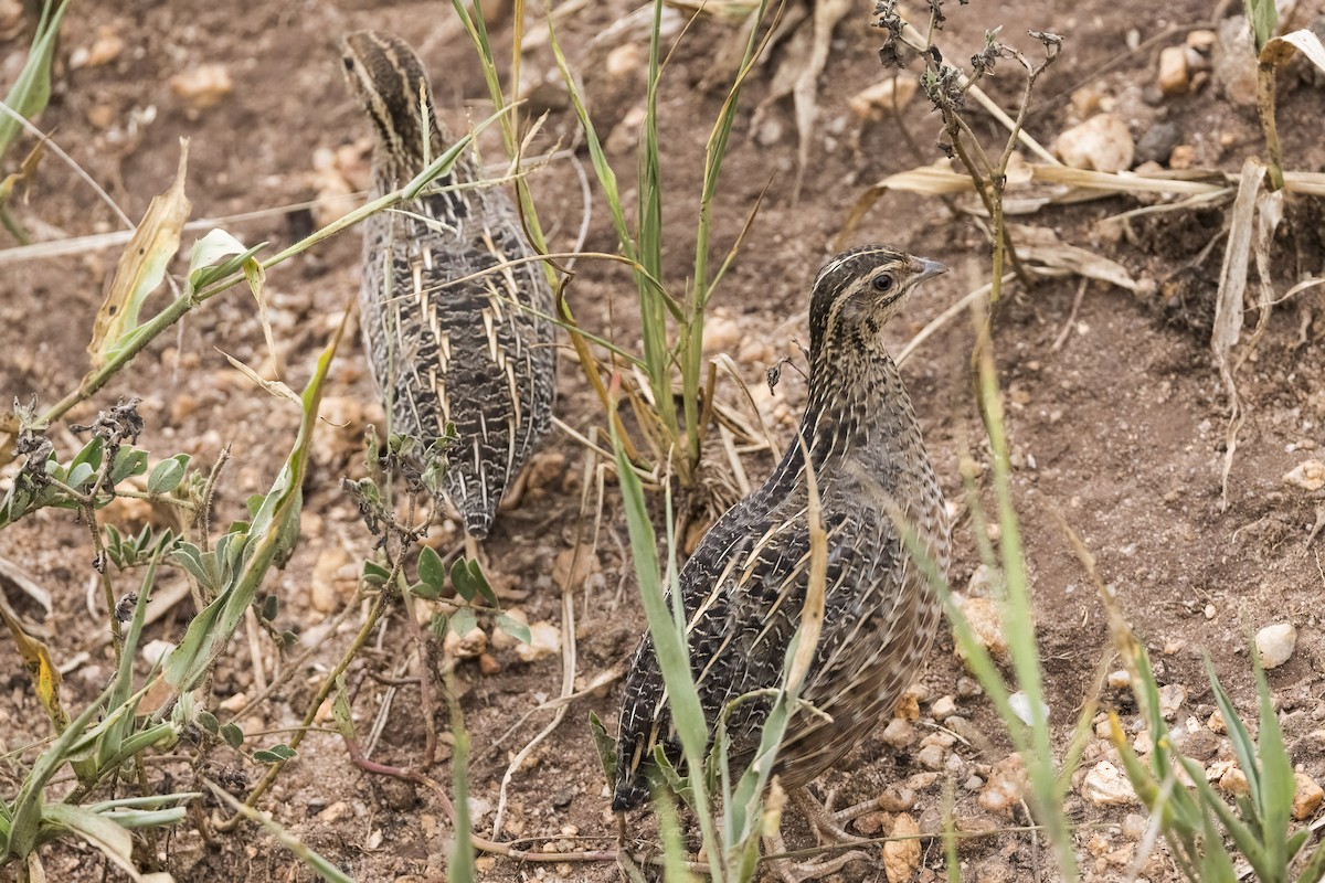 Harlequin Quail - ML622211629