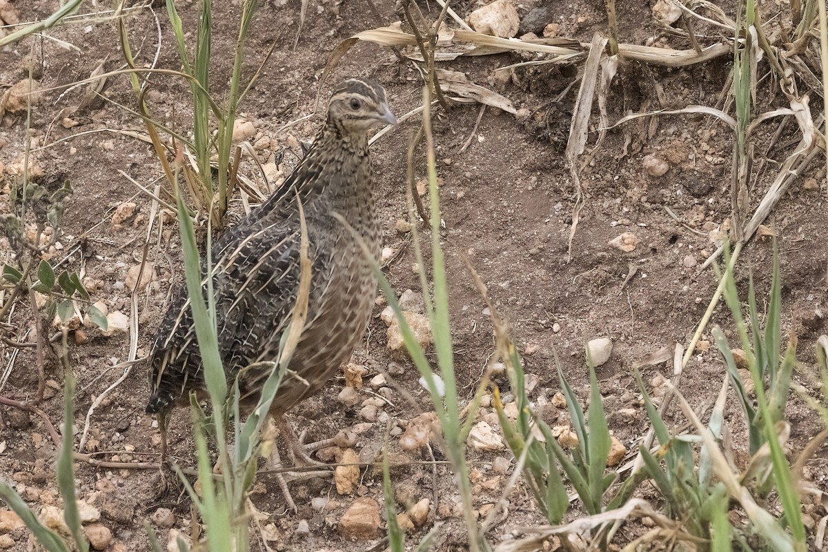 Harlequin Quail - ML622211630