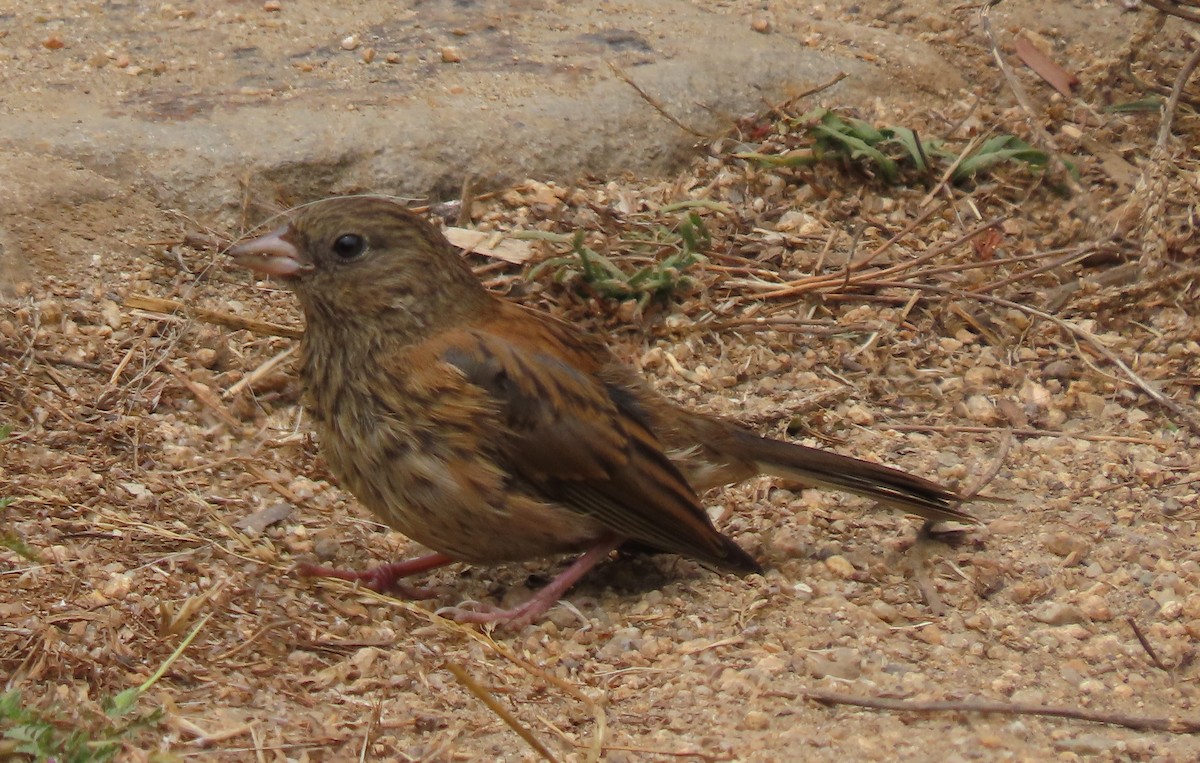 Junco ardoisé (groupe oreganus) - ML622211650