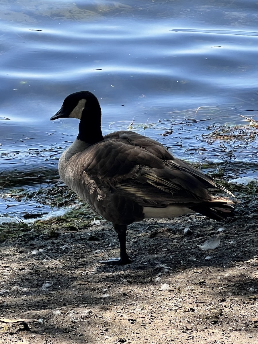 Cackling Goose - ML622211676