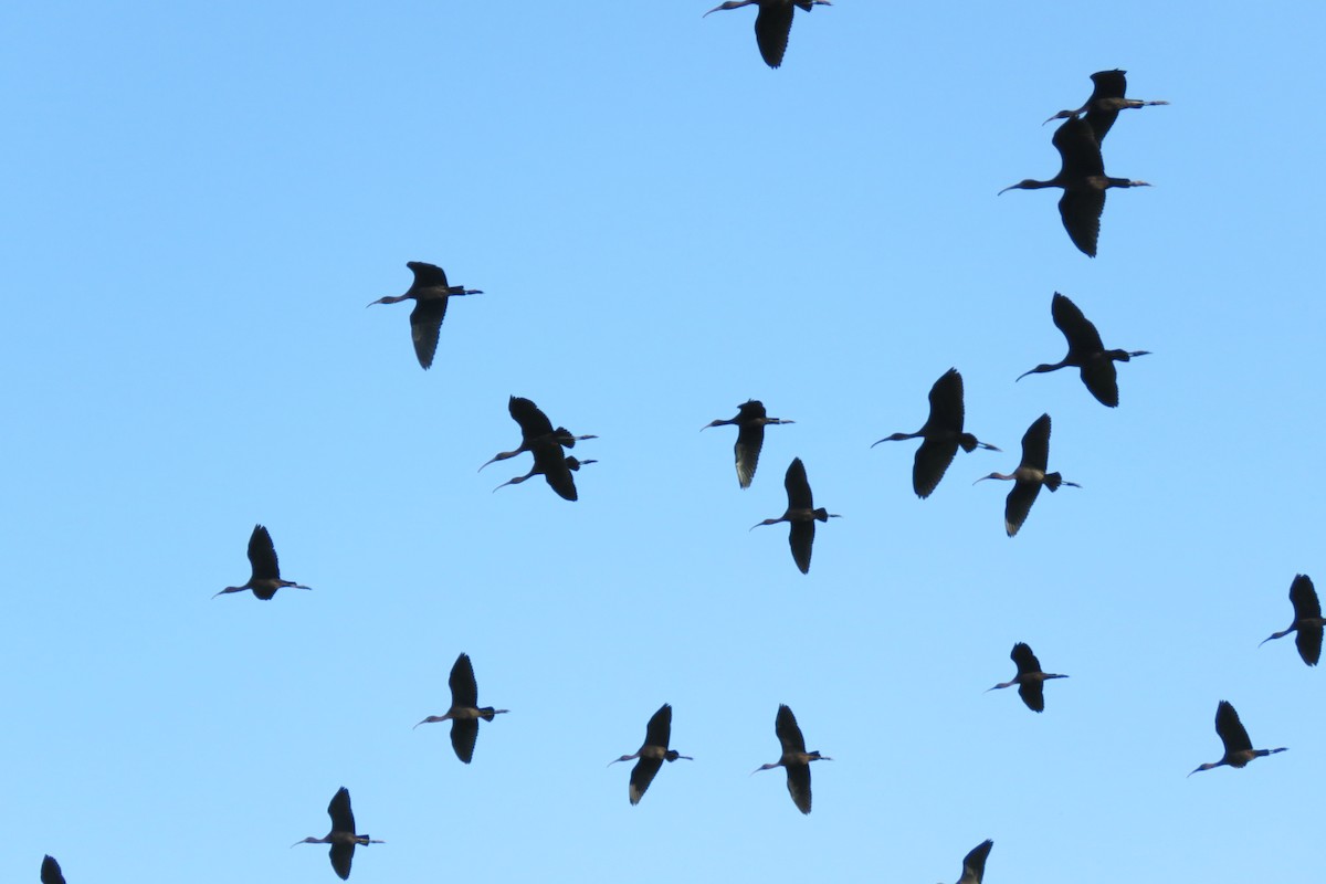 Glossy Ibis - ML622211778