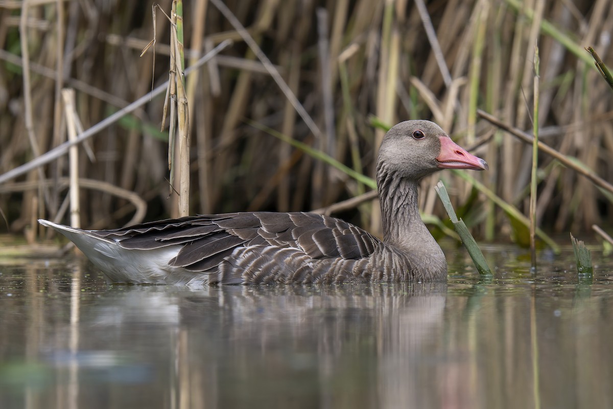 Graylag Goose - ML622211790