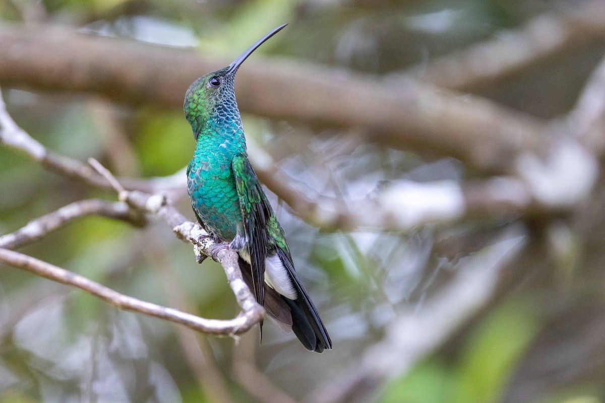 White-vented Plumeleteer - Magnus Persmark