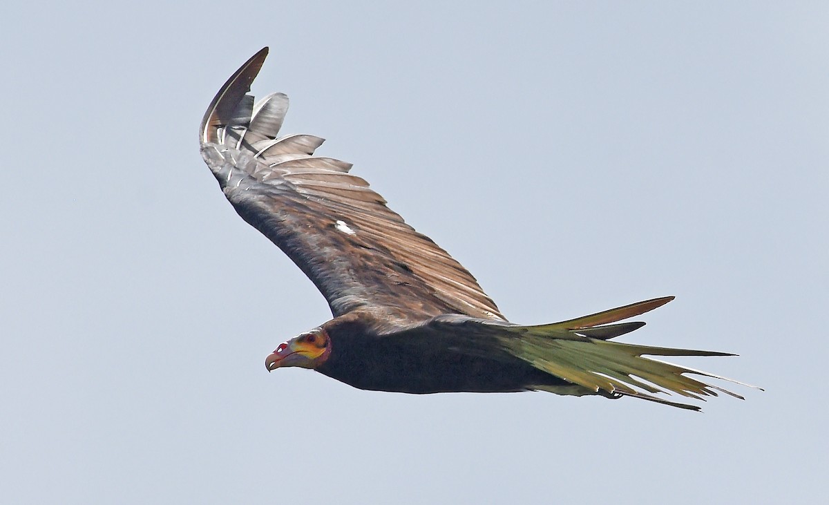 Urubu à tête jaune - ML622211883