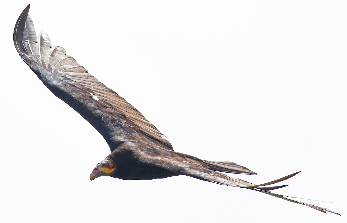 Lesser Yellow-headed Vulture - Steven Mlodinow