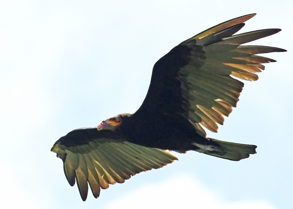 Lesser Yellow-headed Vulture - ML622211886