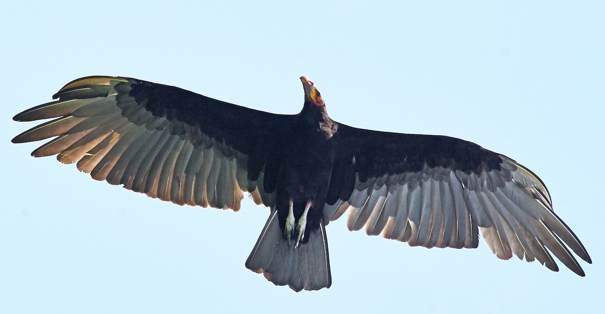 Lesser Yellow-headed Vulture - ML622211887