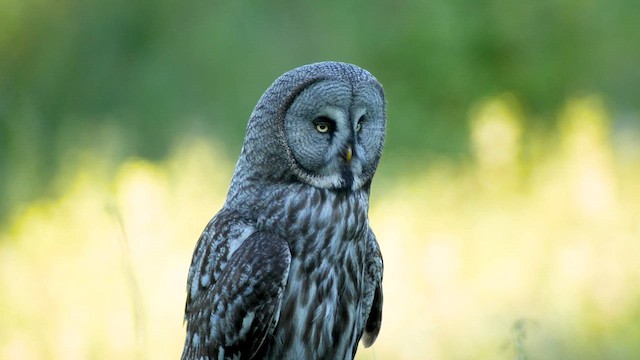 Great Gray Owl - ML622211920