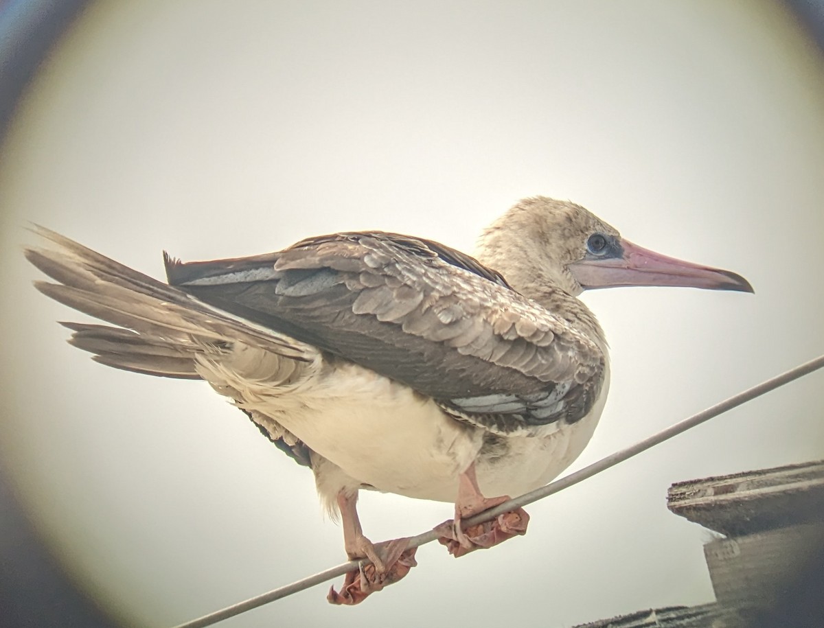 Red-footed Booby - ML622211977