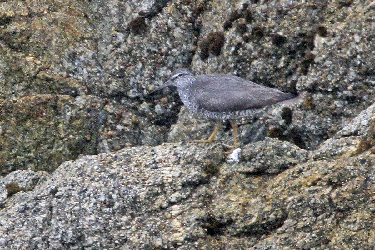 Wandering Tattler - ML622212029