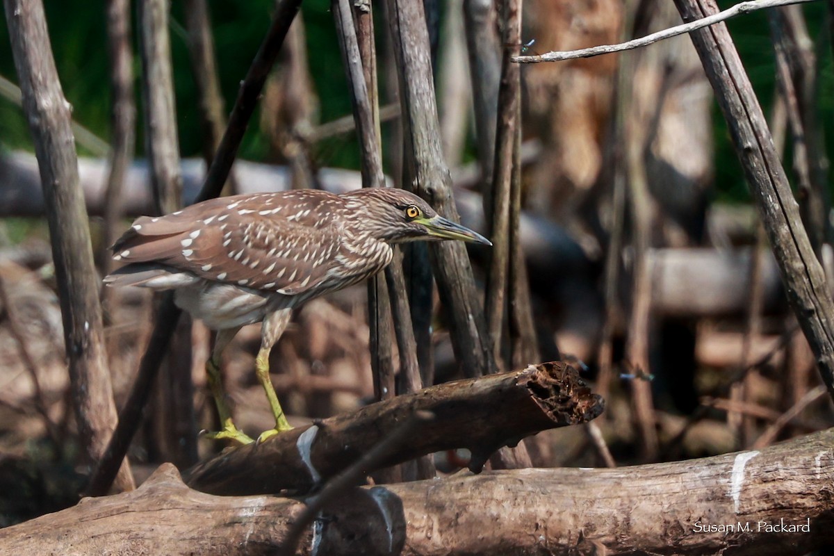 Black-crowned Night Heron - Susan Packard