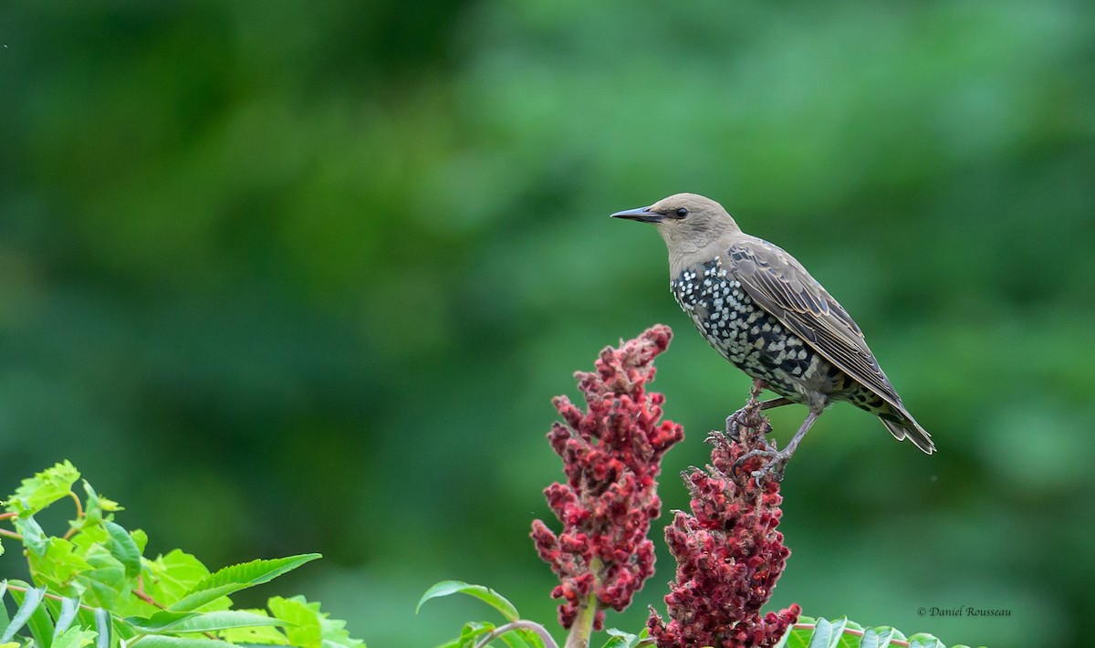 European Starling - ML622212116