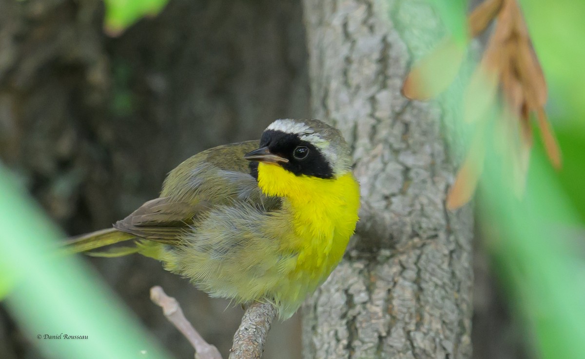 Common Yellowthroat - ML622212123