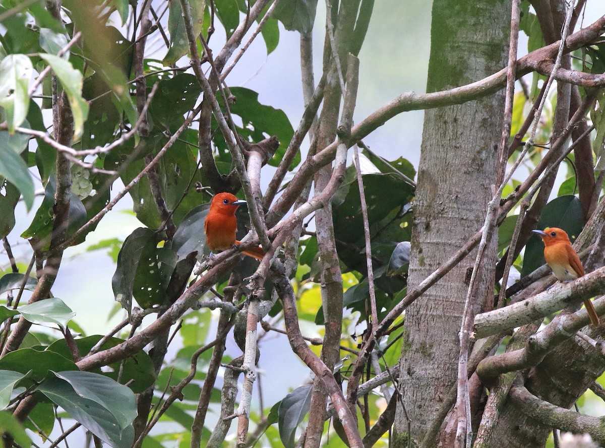 Rufous Paradise-Flycatcher - ML622212127