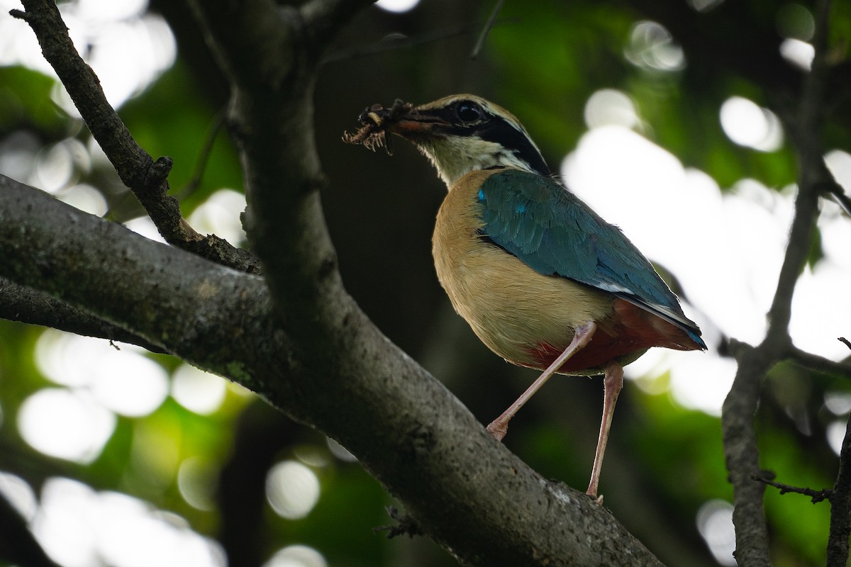 Indian Pitta - Saanidhya Garg