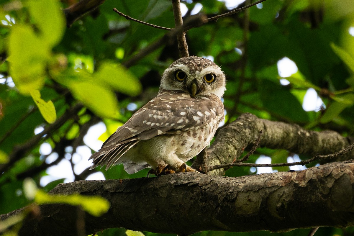 Spotted Owlet - Saanidhya Garg