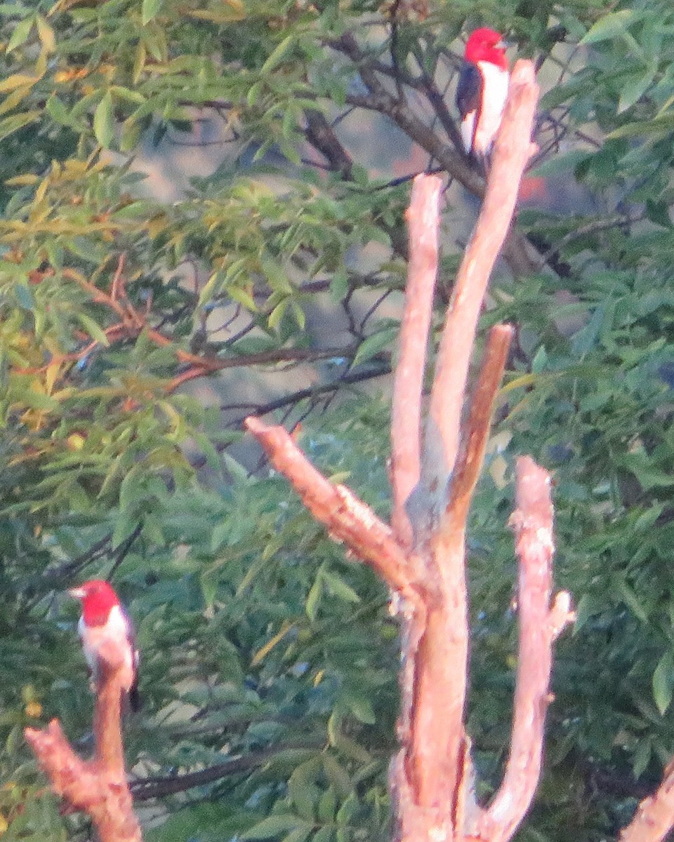 Red-headed Woodpecker - ML622212172