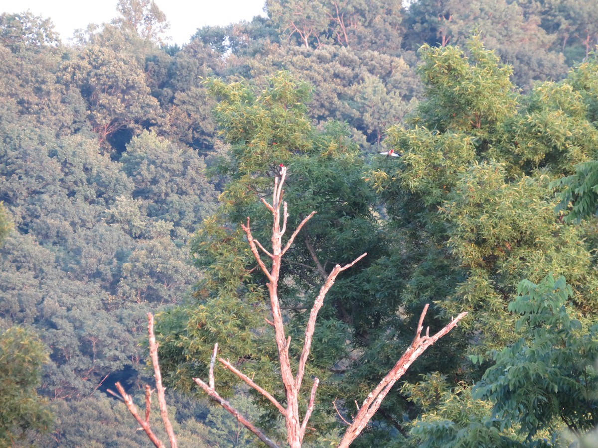 Red-headed Woodpecker - ML622212178