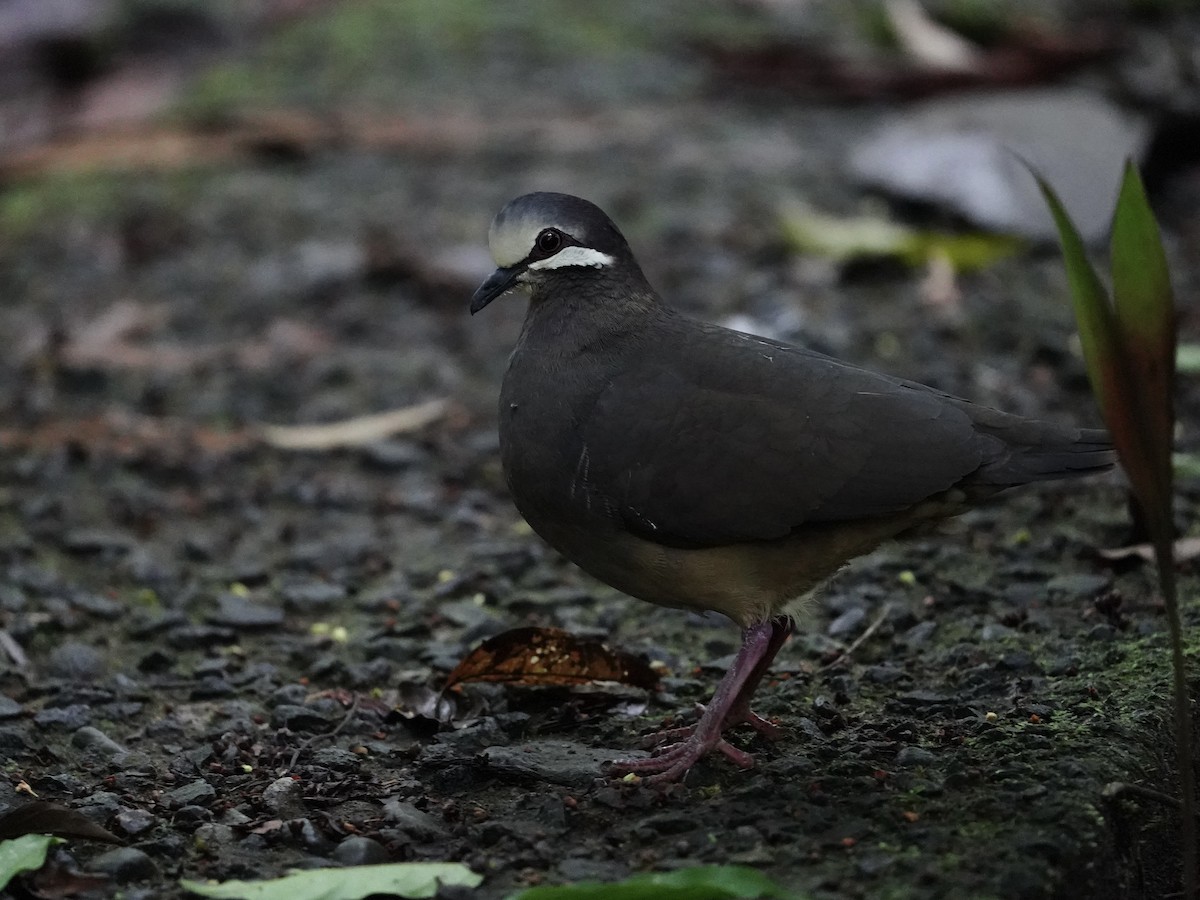 Olive-backed Quail-Dove - ML622212184