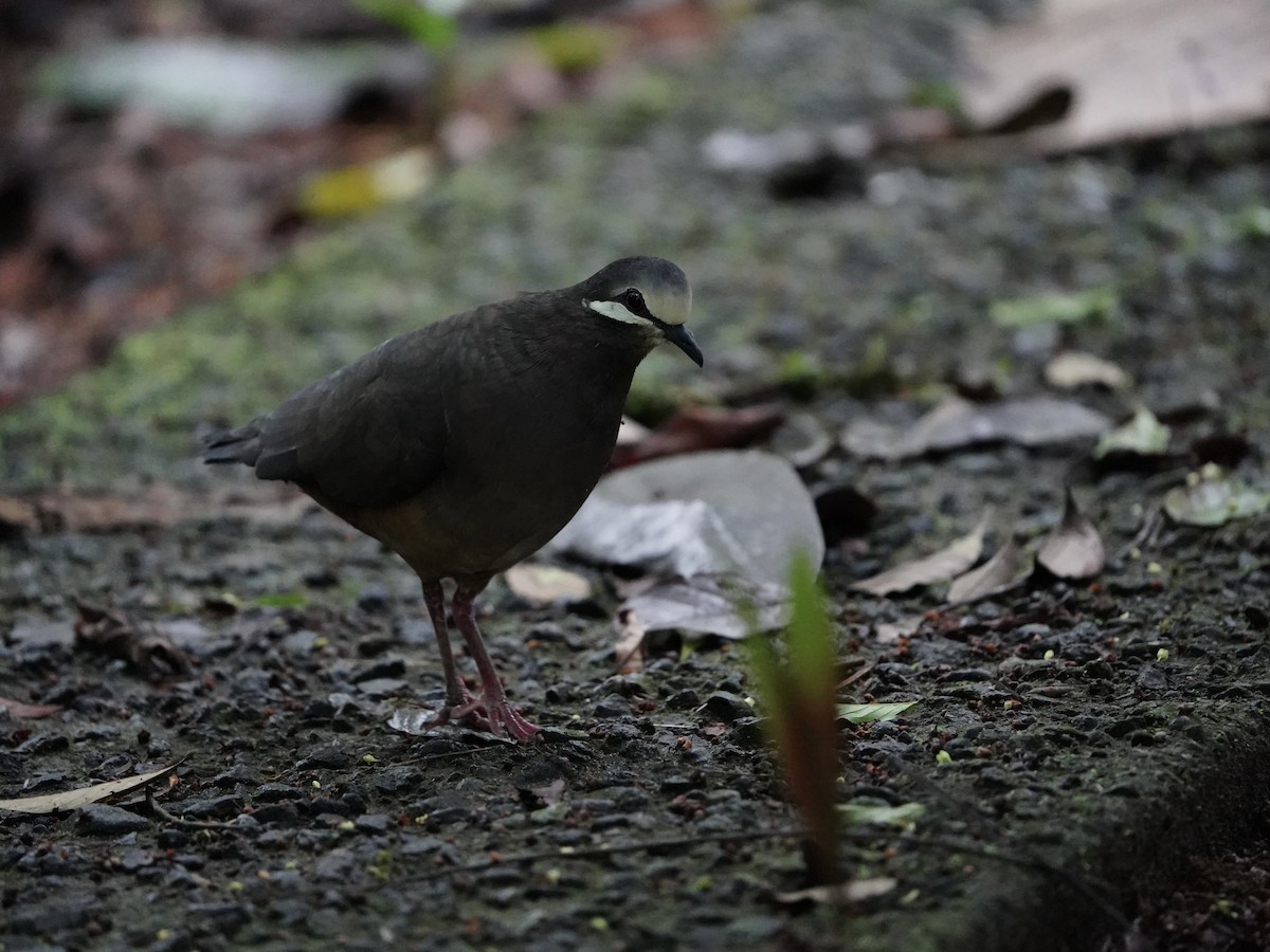 Olive-backed Quail-Dove - ML622212185