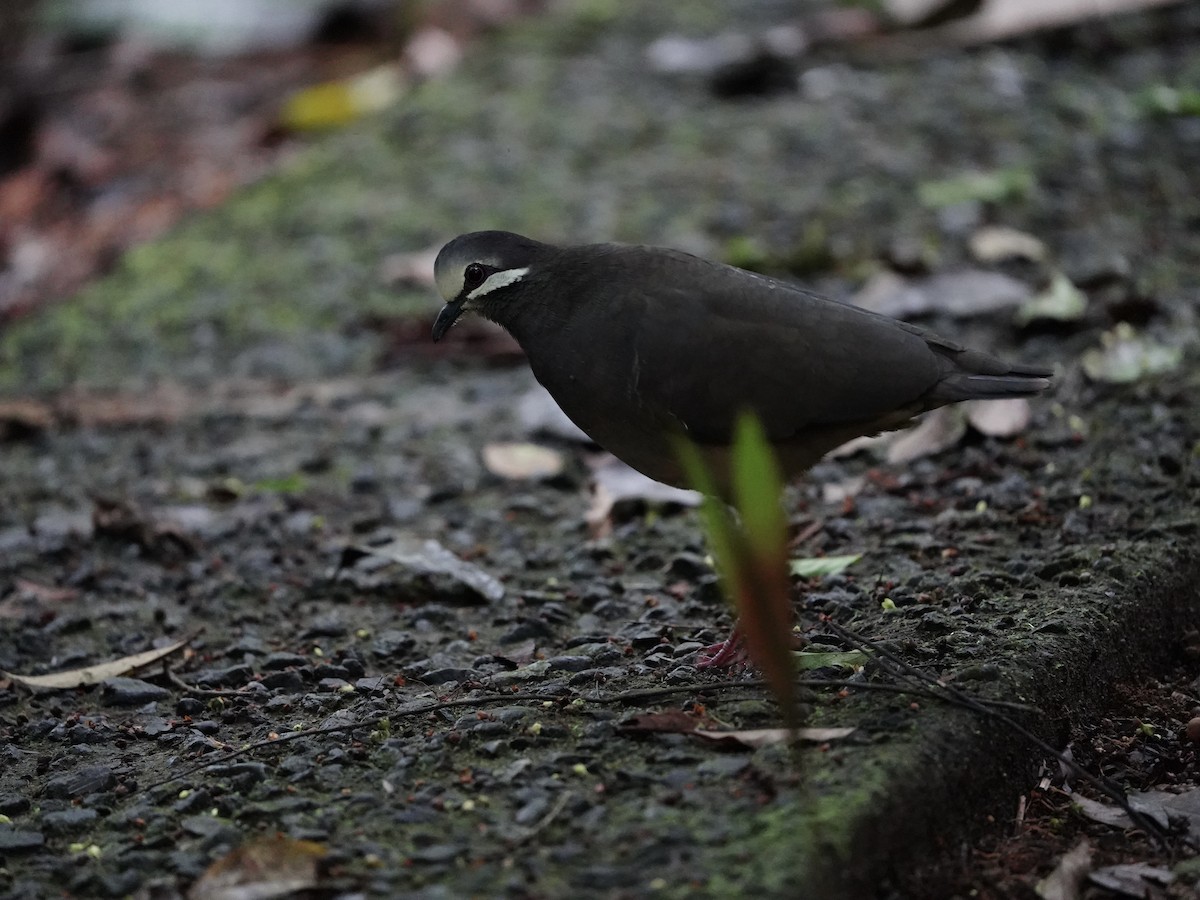 Olive-backed Quail-Dove - ML622212186